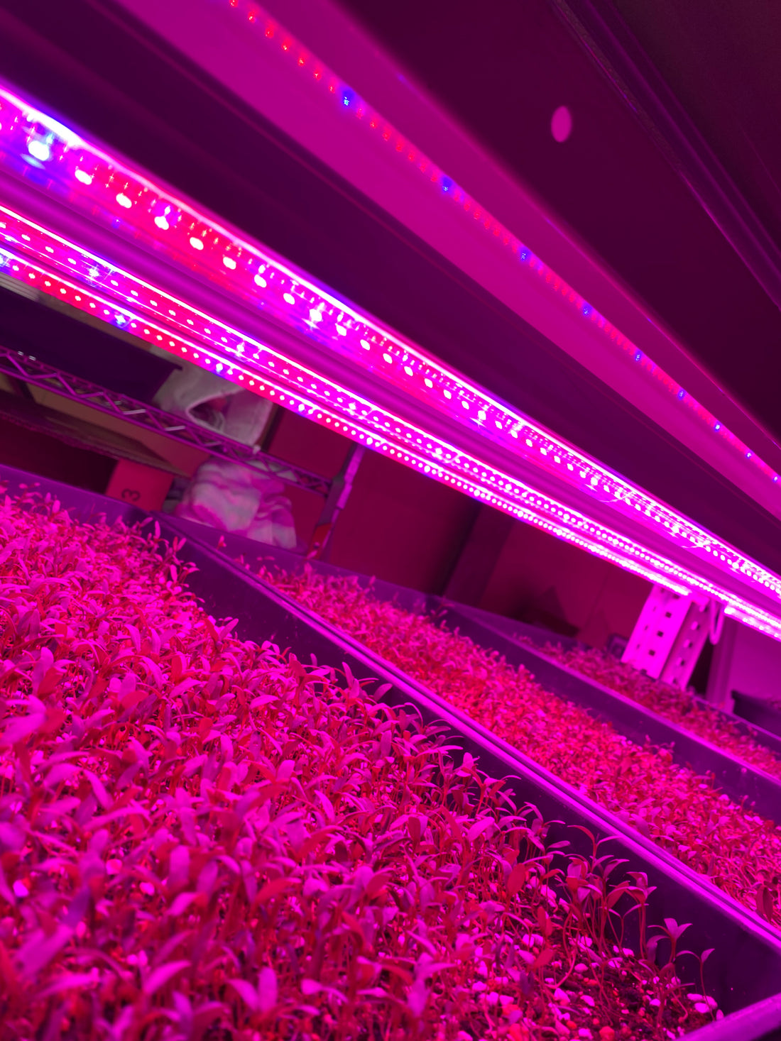 まぜ麺について　マイクロミックスハーブ編